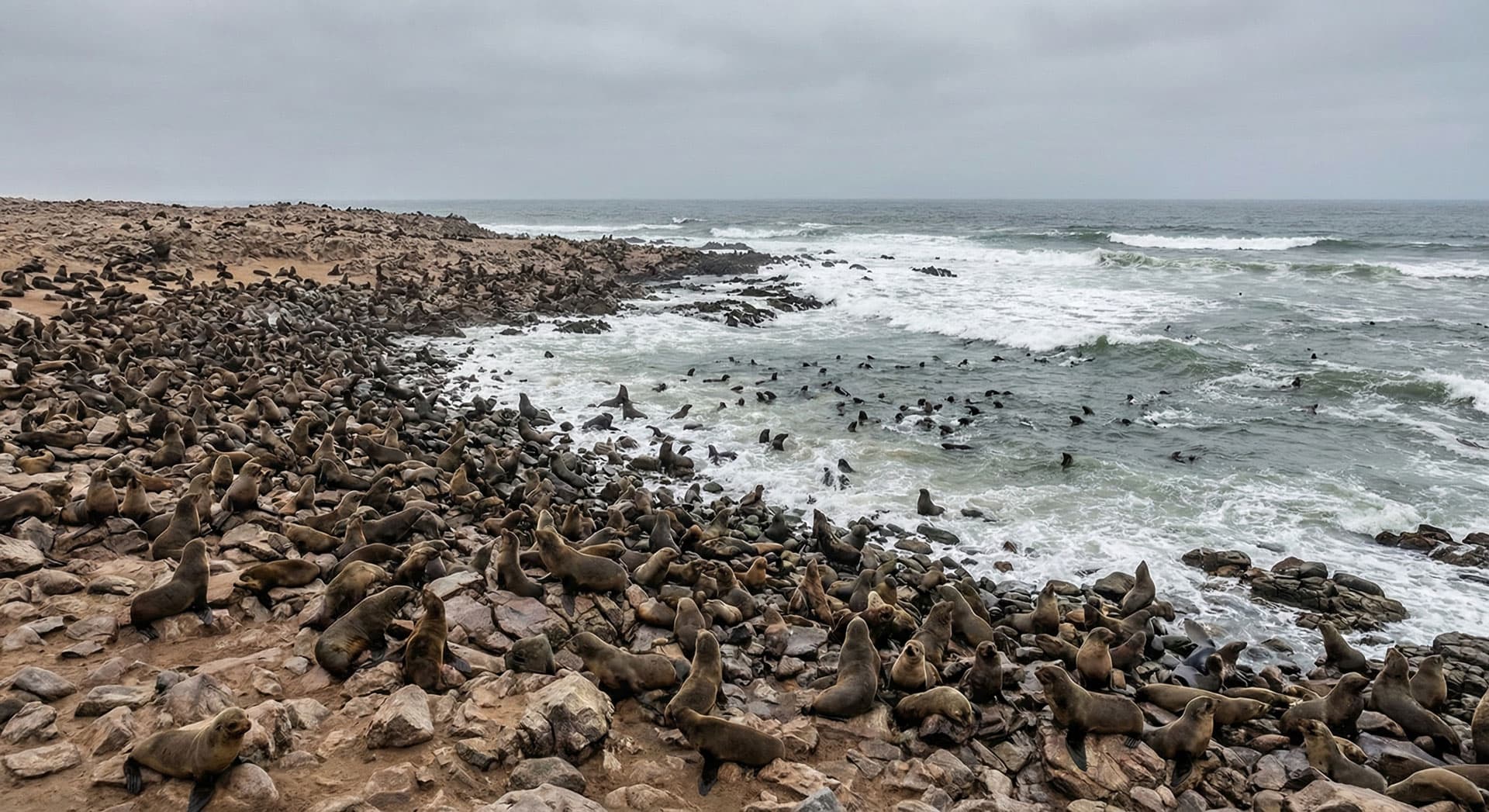 Cape Cross Seal Reserve